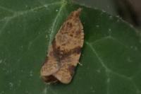 Epagoge grotiana