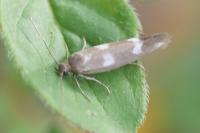 Scythris scopolella