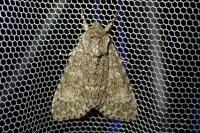 Acronicta megacephala
