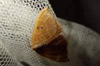 Watsonalla binaria