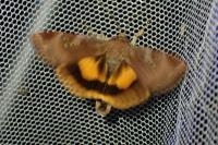 Noctua janthe