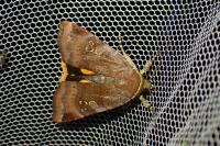 Noctua janthe