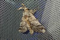Thaumetopoea pityocampa