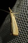 Agriphila straminella