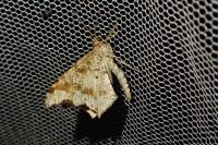 Macaria alternata