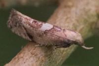 Acrolepiopsis marcidella