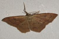 Idaea rubraria