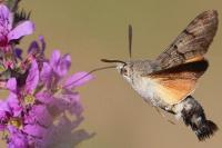Macroglossum stellatarum