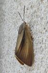 Paysandisia archon