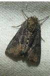 Oligia latruncula