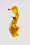 Oligia latruncula