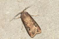 Agrotis ipsilon
