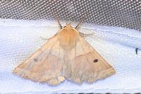 Crocallis elinguaria