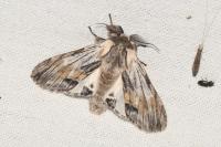 Harpyia milhauseri