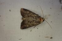 Apamea oblonga