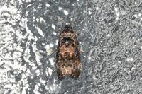 Endothenia gentianaeana/marginana/oblongana