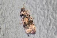 Endothenia gentianaeana/marginana/oblongana