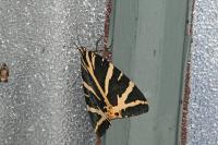Euplagia quadripunctaria
