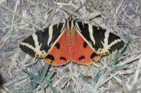 Euplagia quadripunctaria
