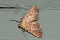Endotricha flammealis