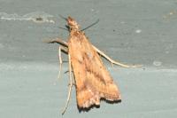 Synaphe punctalis