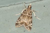 Eudonia mercurella