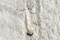 Yponomeuta