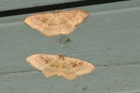 Idaea rubraria