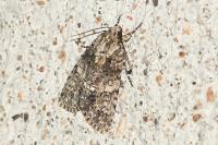 Acronicta rumicis