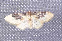 Idaea rusticata