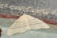 Idaea subsericeata