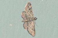 Gymnoscelis rufifasciata