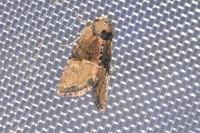 Mesoligia furuncula