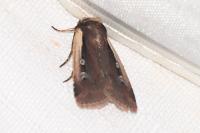 Ochropleura plecta