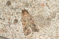 Spodoptera exigua