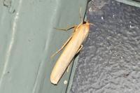 Manulea complana