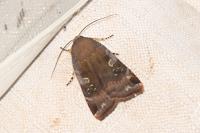 Noctua janthe/janthina