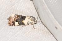 Acontia lucida