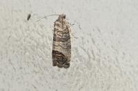 Cydia pomonella