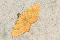 Camptogramma bilineata