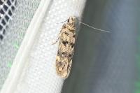 Bryotropha domestica
