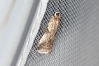 Acrobasis fallouella/glaucella