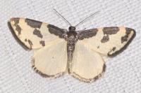 Lomaspilis marginata