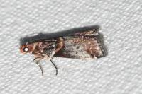Acrobasis advenella