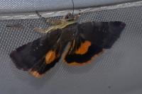 Noctua janthina