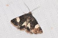 Tyta luctuosa