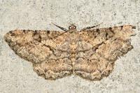 Peribatodes rhomboidaria