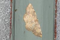 Stigmella trimaculella