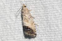 Cydia splendana