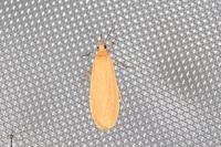 Wittia sororcula